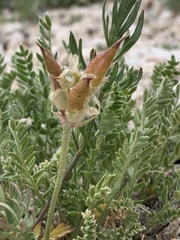 Oxytropis borealis australis