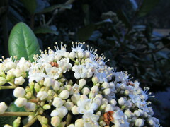 Viburnum triphyllum