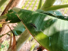 Cryptinae