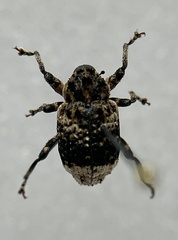 Cryptorhynchus lapathi