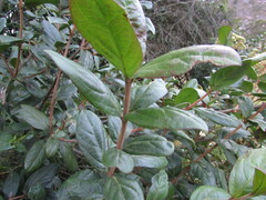 Viburnum triphyllum