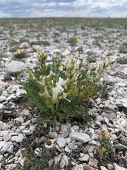 Oxytropis borealis australis