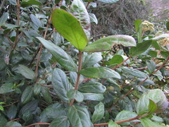 Viburnum triphyllum