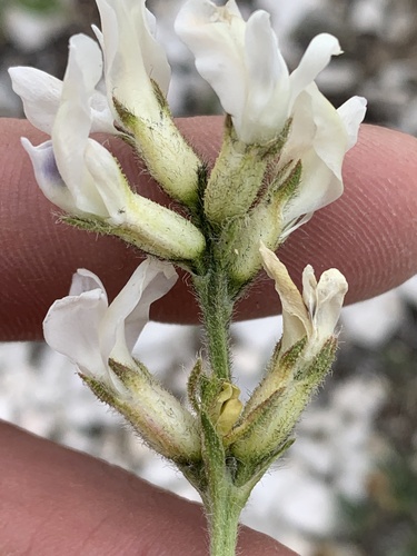 Oxytropis borealis var. australis