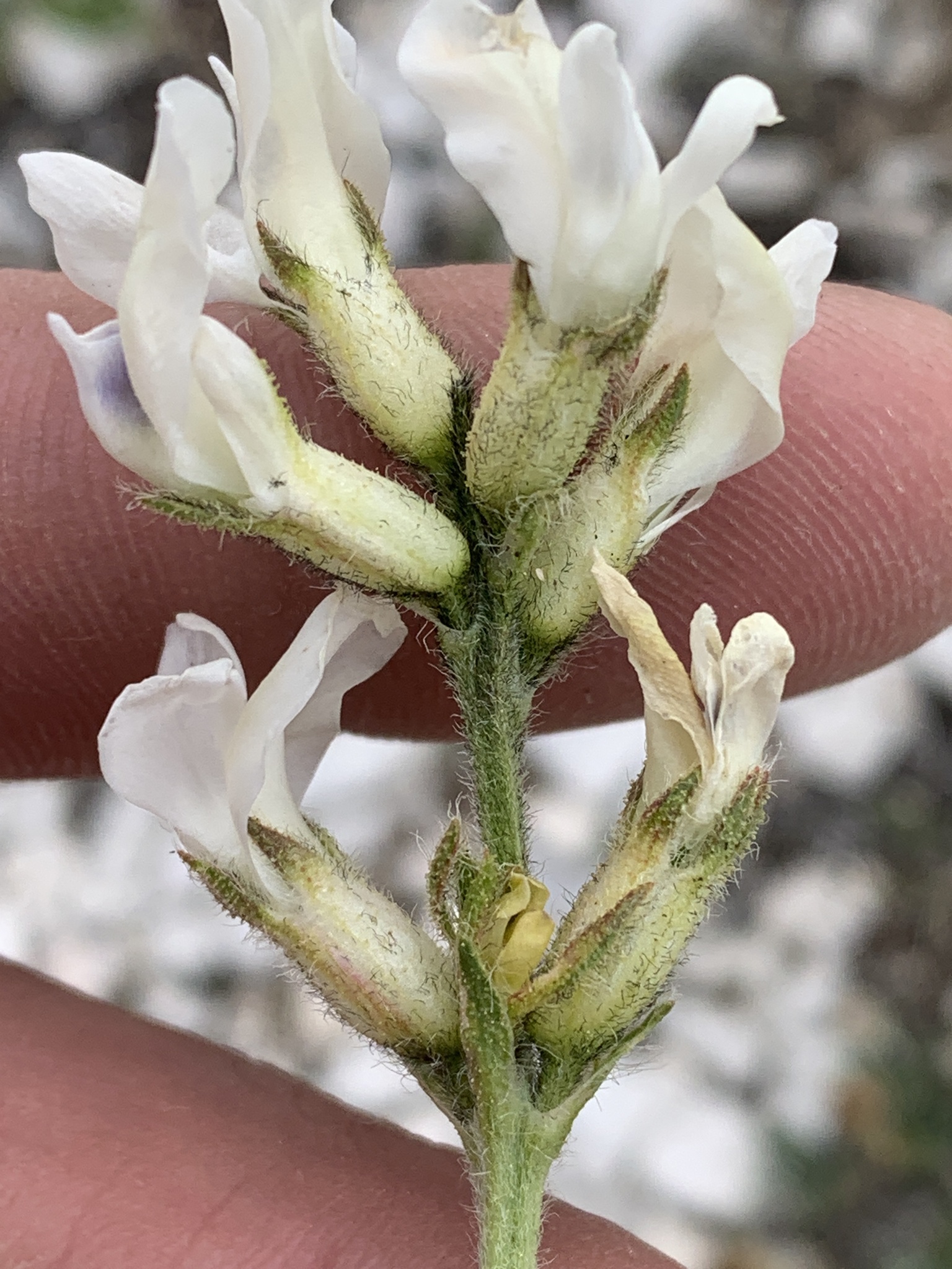 Oxytropis borealis var. australis