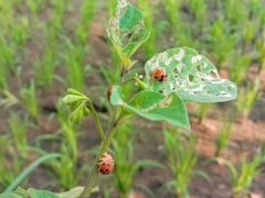 Henosepilachna vigintioctopunctata
