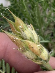 Oxytropis borealis australis