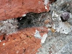 Latrodectus geometricus