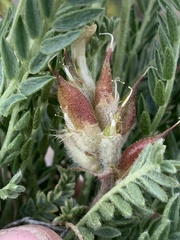 Oxytropis borealis australis