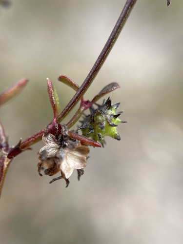 Image of Opercularia varia by (c) Matt Berger, some rights reserved (CC BY)