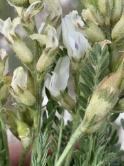 Oxytropis borealis australis