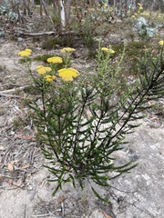 Ozothamnus obcordatus