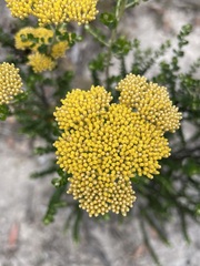 Ozothamnus obcordatus