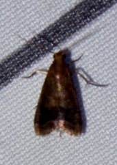 Eulogia ochrifrontella