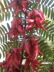 Clianthus puniceus