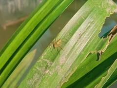 Oxyopes