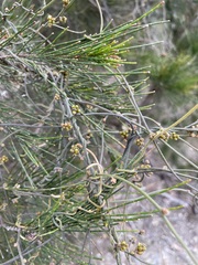 Cassytha pubescens