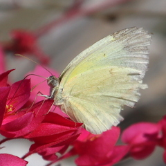 Abaeis mexicana