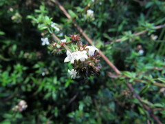 Galianthe bogotensis