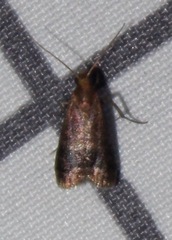 Eulogia ochrifrontella