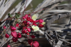 Abaeis mexicana