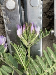 Astragalus cibarius