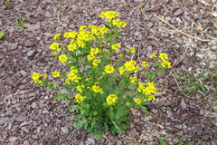 Barbarea vulgaris