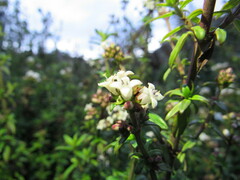 Galianthe bogotensis