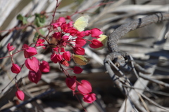 Abaeis mexicana