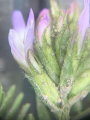 Astragalus cibarius