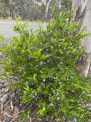 Billardiera heterophylla