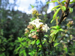 Galianthe bogotensis