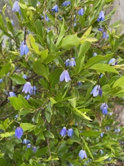 Billardiera heterophylla