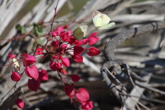 Abaeis mexicana