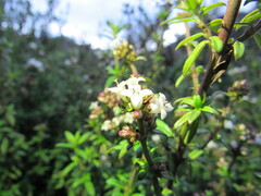 Galianthe bogotensis
