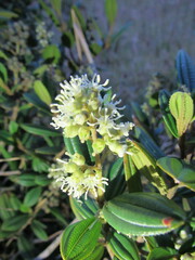 Miconia elaeoides