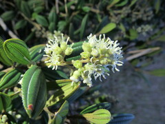 Miconia elaeoides