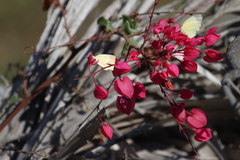Abaeis mexicana