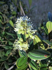 Miconia elaeoides