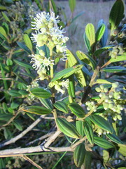 Miconia elaeoides