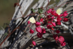 Abaeis mexicana