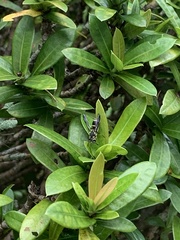 Antepipona