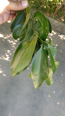 Cinnamomum burmanni