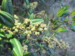 Miconia elaeoides