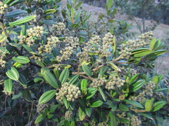 Miconia elaeoides