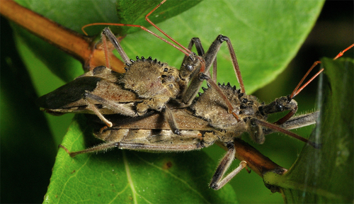 North American Wheel Bug, photo 7 of 10