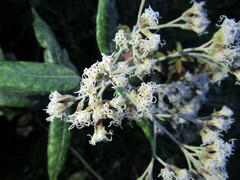 Ageratina asclepiadea