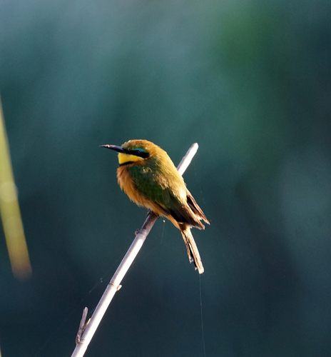 Little Bee-eater
