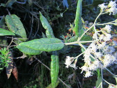 Ageratina asclepiadea