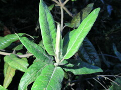 Ageratina asclepiadea